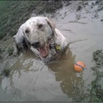 happymud-300x240