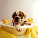 dog-bath 5.12.12