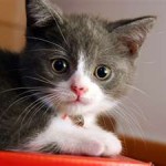 cat fireworks