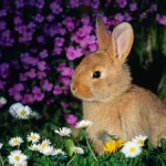rabbit fireworks