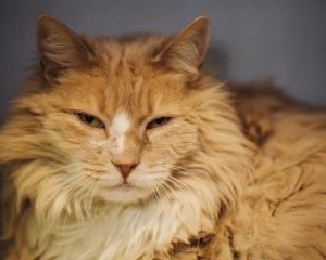 long-haired orange cat
