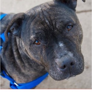 Nola, pit bull mix