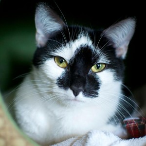 Danielle, cat with tuxedo markings