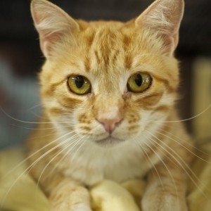 TiggerMain