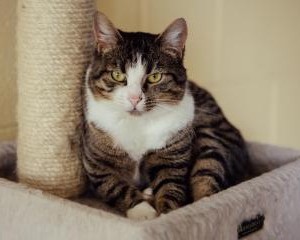 Mitzi, tiger and white cat