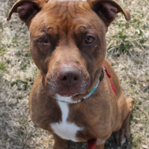Tally, adoptable pitbull
